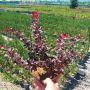 Берберис Атропурпуреа Нана, Berberis th. Atropurpurea Nana, снимка 4