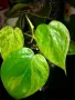 Philodendron oxycardium variegated , снимка 1