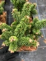 Abies koreana ‘Briljant’ (Корейска ела Брилянт), снимка 2