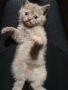 Британска късокосместа малки котенца, снимка 10