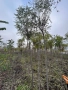 Кълбовидна Акация, снимка 5