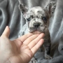 French bulldog blue Merle , снимка 4