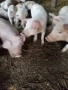 Малки прасета от 25до40кг., снимка 3