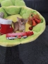 Уникално  Абисинско Котенце, снимка 4