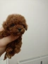 тийкъп женско пуделче , снимка 4