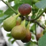 Смокиня сорт Далматинска - Ficus carica Dalmatie , снимка 2