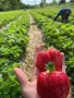 Качествен разсад Ягоди и малини, снимка 2