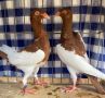 Продавам датски гълъби, снимка 2
