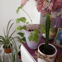 Различни кактуси, снимка 13 - Стайни растения - 45350691