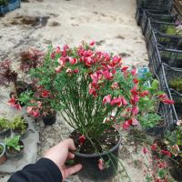 Цитизус - Налични 5 цвята , снимка 3 - Градински цветя и растения - 40810443