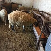 Продавам овце , снимка 2 - Овце - 45658508