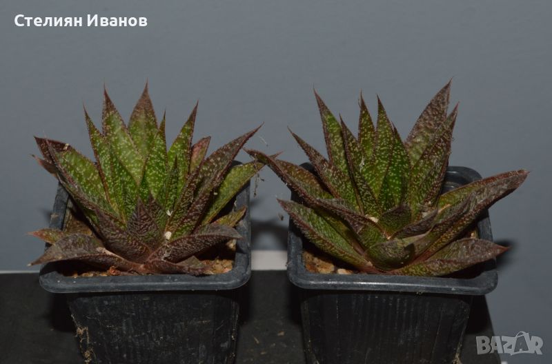 Гастералое (xGasteraloe 'Flow'), снимка 1