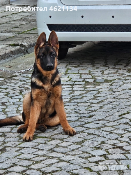 Малка мъжка немска, снимка 1