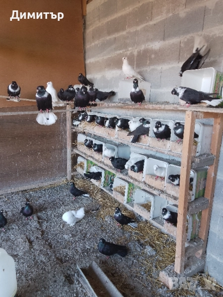 Гълъби шуменски и декорация. , снимка 1