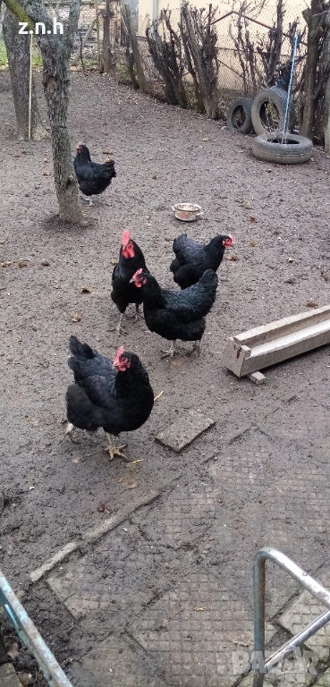 Кокошки и петел Австралорп, снимка 1