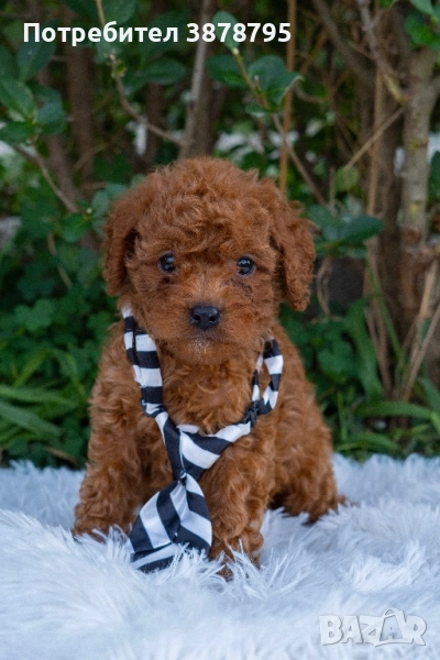 Малки сладки изкушения, снимка 1