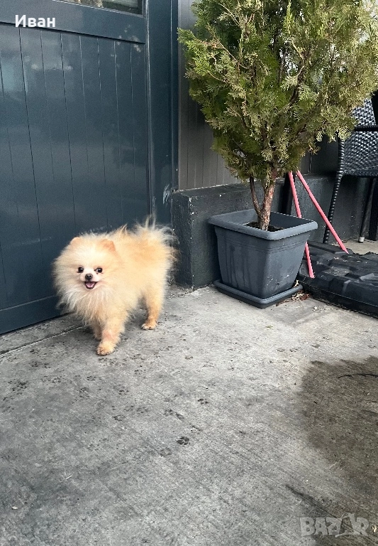 Мъжки померан, снимка 1