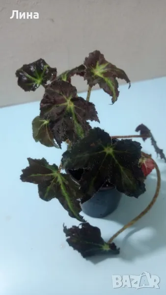 Бегония Нигриканс(Begonia Mazae Nigricans) , снимка 1