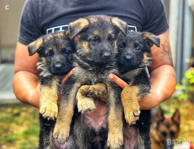 Елитни Чистокръвни Малки Немски Овчарки , снимка 1