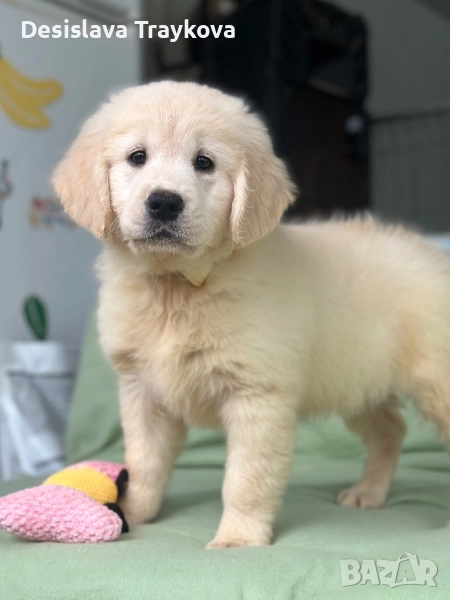 Страхотни кученца Голдън ретривър, снимка 1