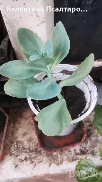 Дебела Мара , снимка 1