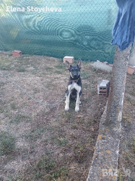 Източноевропейска овчарка, снимка 1