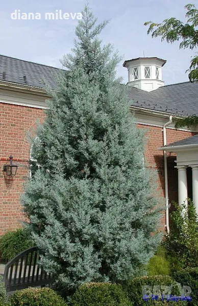 Аризонски Кипарис (Cupressus arizonica), снимка 1