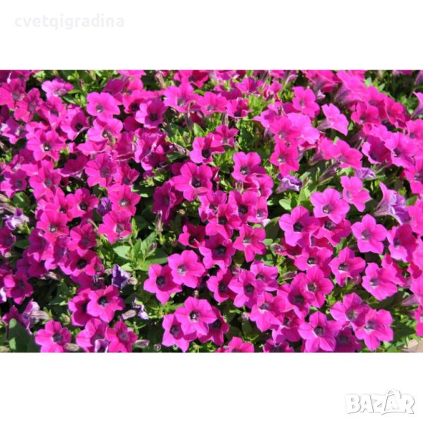 Petunia Vivini Rose-Петуния розе-, снимка 1