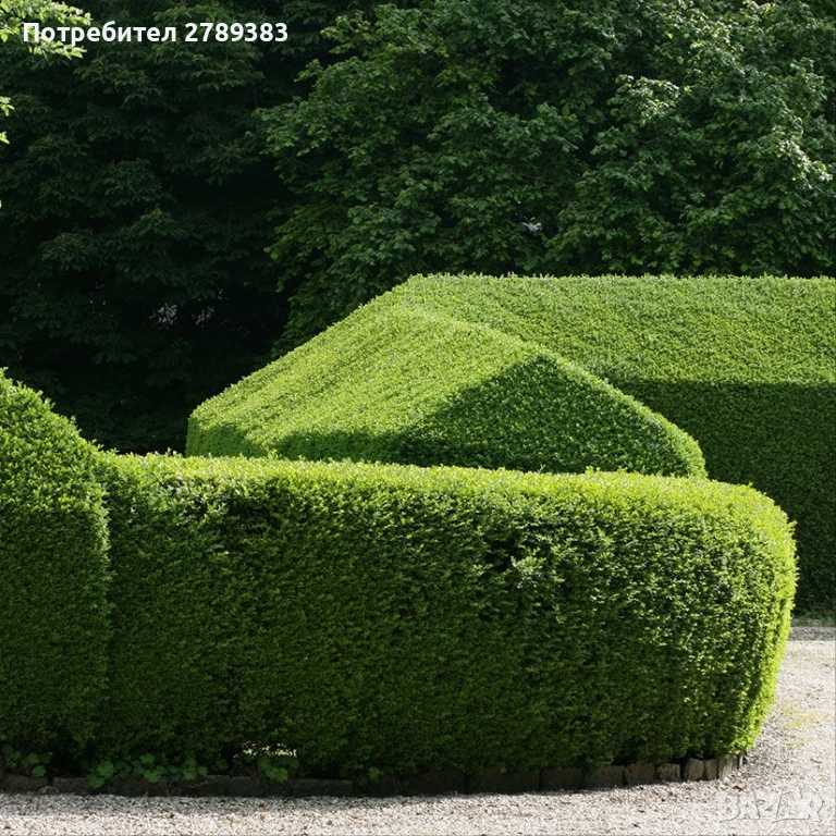 Лигуструм в контейнер, снимка 1