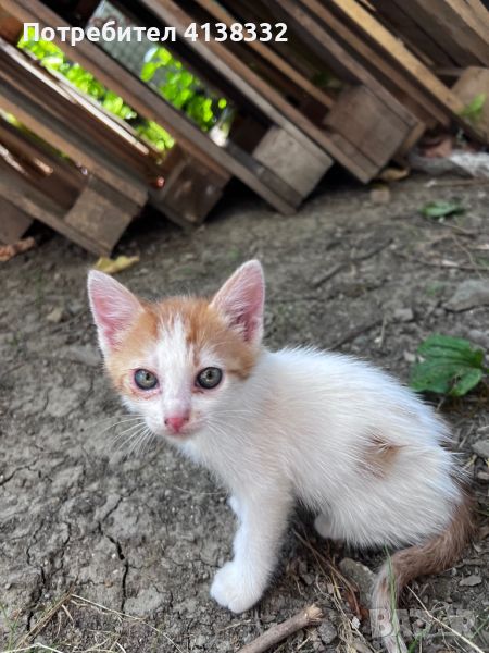 Подаряват се малки котенца, снимка 1