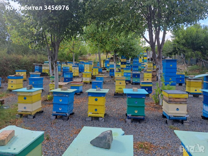 Пчелни семейства, снимка 1