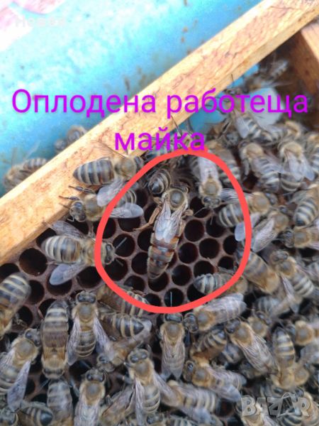 Пчелни майки, снимка 1