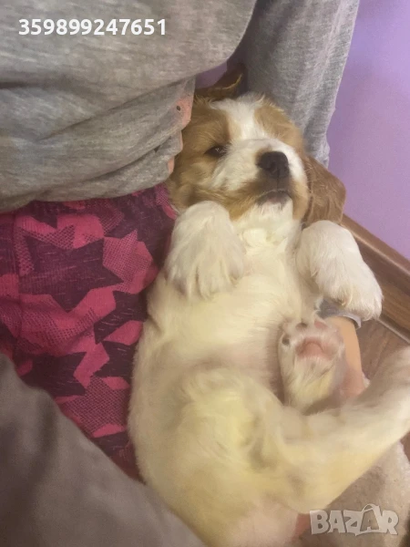 Кокер шпаньол, снимка 1