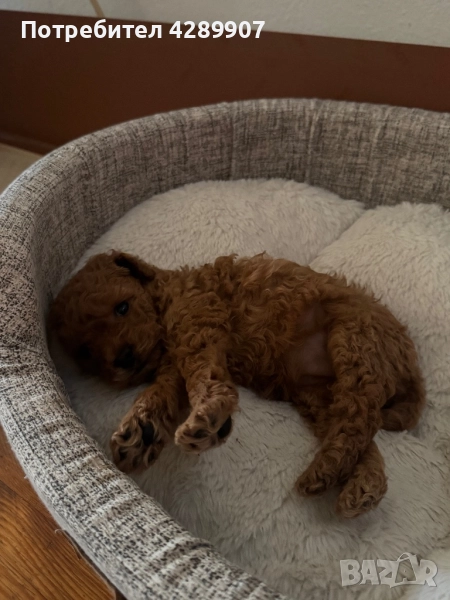 Той пудел момиче/Toy poodle, снимка 1