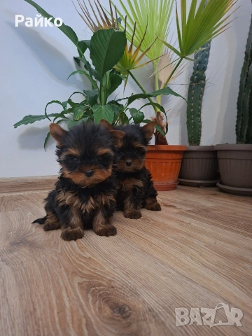 мини йоркширски териер, снимка 2 - Йоркширски териер - 52970336