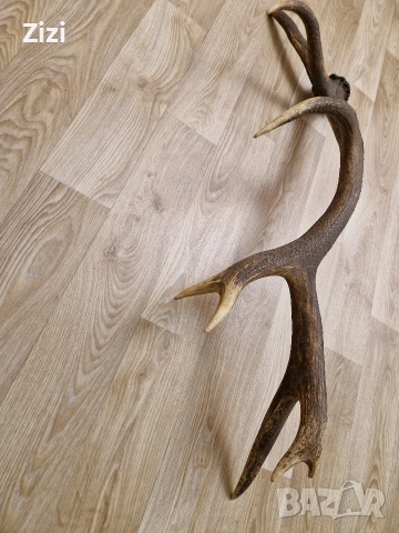 рог от елен, снимка 3 - Декорация за дома - 53660410