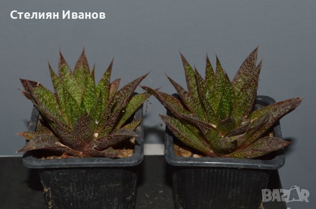 Гастералое (xGasteraloe 'Flow'), снимка 1 - Стайни растения - 37398393