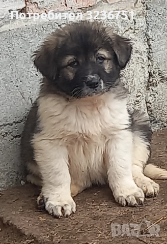 Българско овчарско куче 