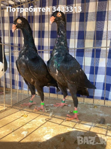 Продавам датски гълъби 