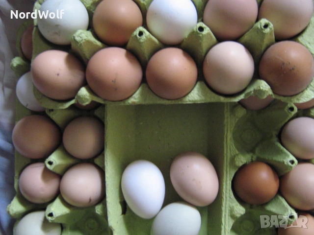 Домашни яйца  0,27 Е/бр