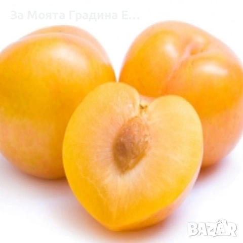 Руска слива - Жълта Афъзка , снимка 2 - Градински цветя и растения - 53618224