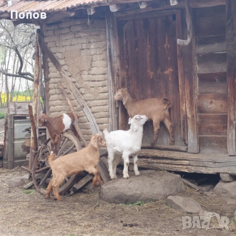 Продавам ярета, снимка 7 - Кози - 54291292