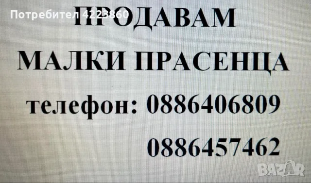 Продавам малки прасенца, снимка 1 - Прасета - 47130330