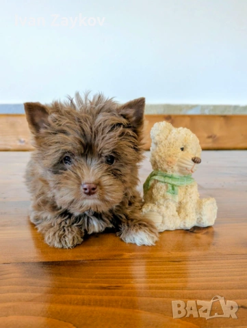 Продавам мини-йорки шоколадово мерле момиче, снимка 2 - Йоркширски териер - 53492257