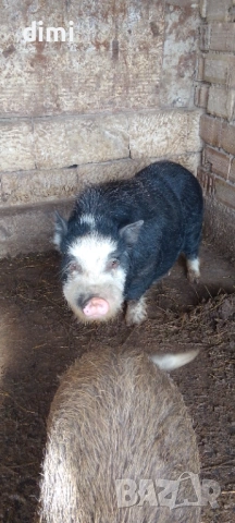 ВИЕТНАМСКО МЪЖКО ПРАСЕ  