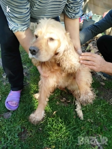 Женски Кокер Шпаньол, снимка 2 - Кокер шпаньол - 52431543