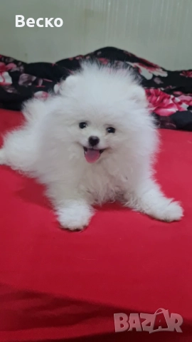 Померан мини мъжко , снимка 1