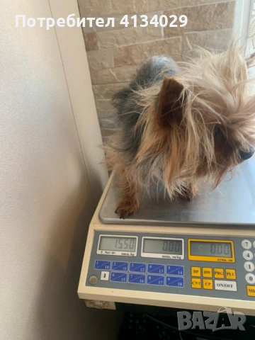  мини Йорки мъжки на 2 години , снимка 2 - Йоркширски териер - 53227851