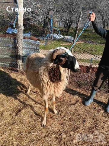 Продавам 2 коча, снимка 2 - Овце - 53742793