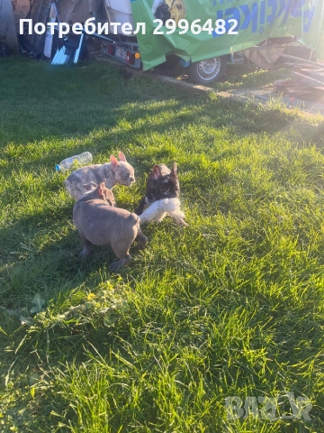 Френски булдог , снимка 7 - Френски булдог - 52567202